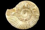 Jurassic Ammonite (Perisphinctes) Fossil - Madagascar #161742-1
